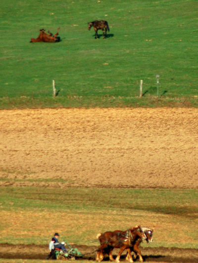 horses and plowing
