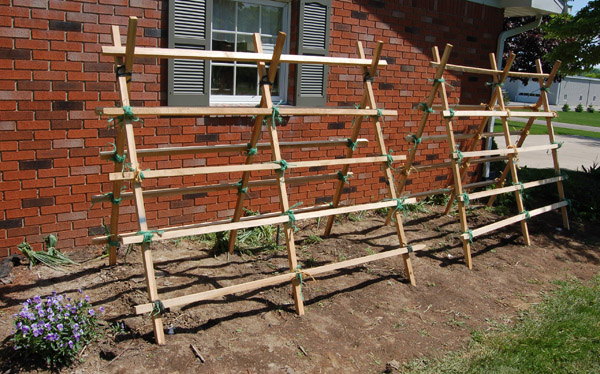 the tomato trellises 