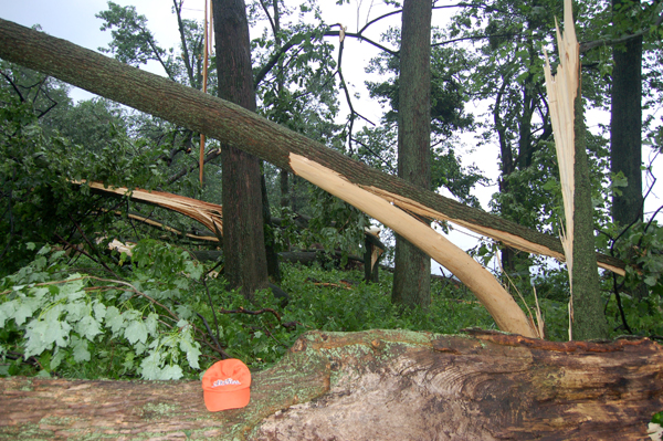 Damaged trees