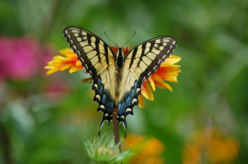 Butterfy on cornflower by Bruce Stambaugh