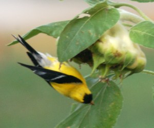 Goldfinch by Bruce Stambaugh