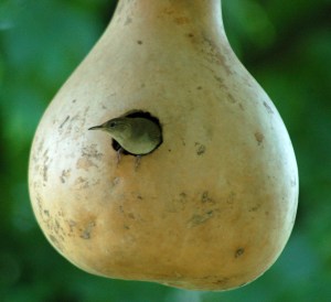 House wren by Bruce Stambaugh