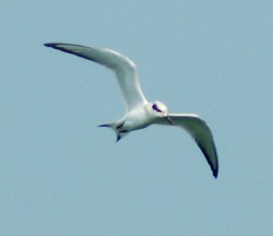 Common Tern at Lakeside, Ohio by Bruce Stambaugh