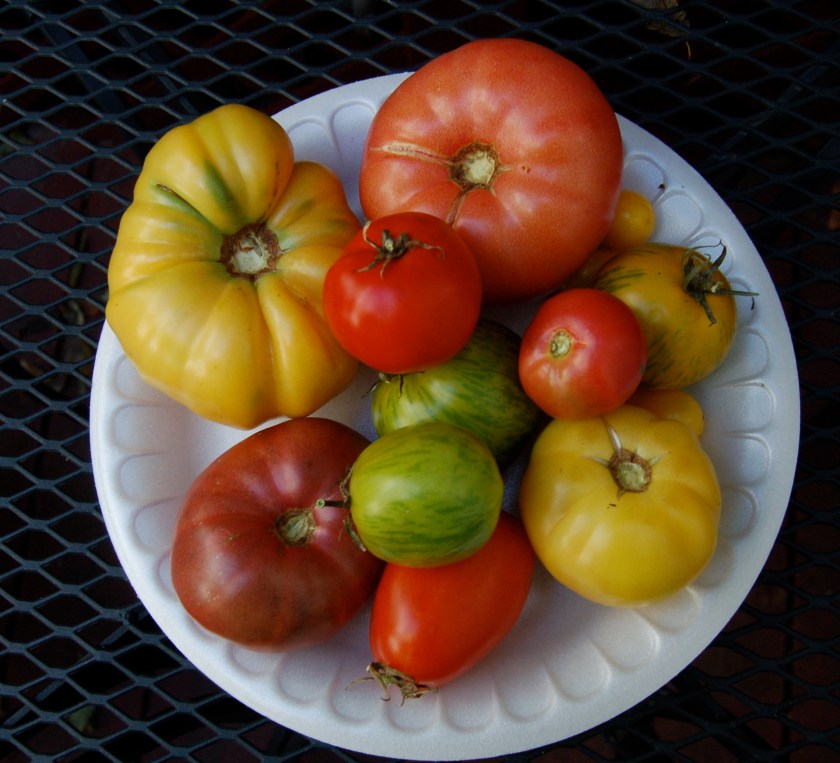 Mixed tomatoes by Bruce Stambaugh