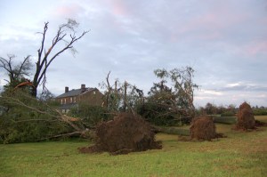 Large trees down by Bruce Stambaugh