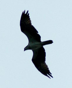 Osprey over Lakeside, Ohio by Bruce Stambaugh