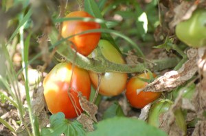 Tomatoes ripening on the vine by Bruce Stambaugh