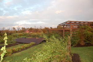 Rose garden by Bruce Stambaugh