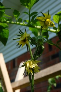 Tomato blossoms by Bruce Stambaugh
