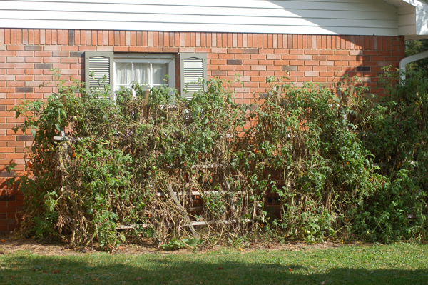 Tomatoes mid-Sept. by Bruce Stambaugh