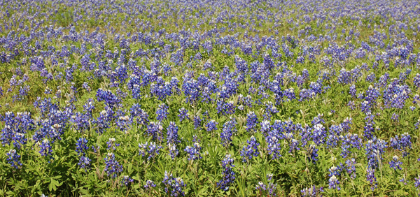 Texas Blue Bonnets by Bruce Stambaugh