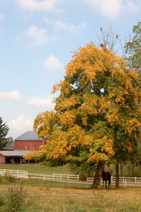 Fall in Ohio's Amish country by Bruce Stambaugh