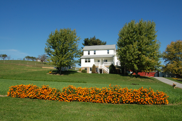 Marigolds by Bruce Stambaugh