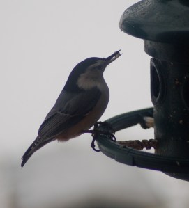 White breasted nuthatch by Bruce Stambaugh
