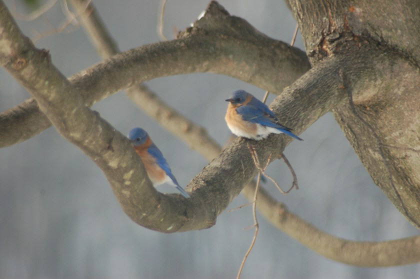 Bluebirds on maple limb by Bruce Stambaugh