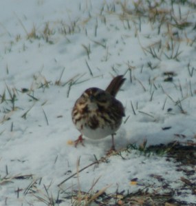 Song Sparrow by Bruce Stambaugh