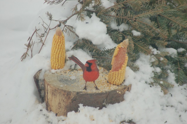 Cardinal and corn by Bruce Stambaugh