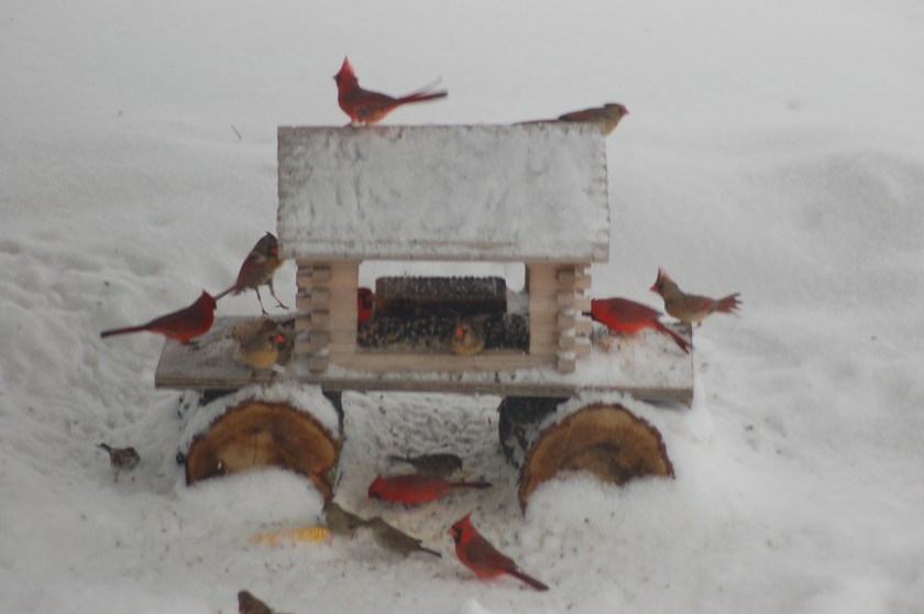 Cardinals galore by Bruce Stambaugh