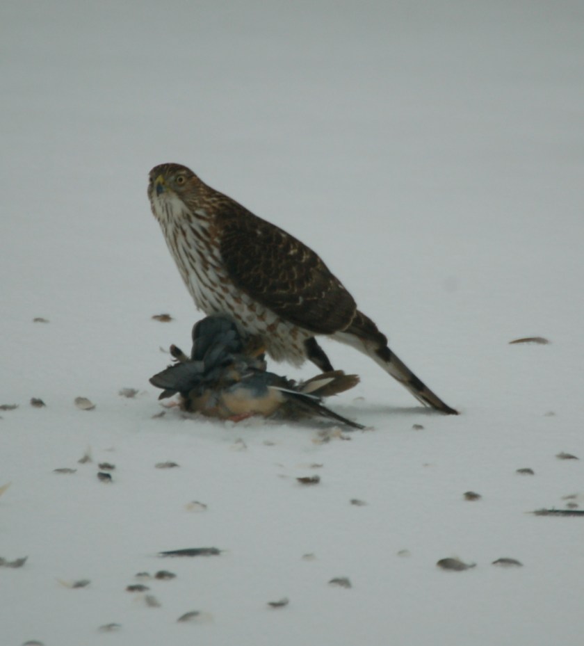 Cooper's Hawk with kill by Bruce Stambaugh