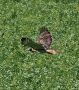 Red-tailed Hawk by Bruce Stambaugh
