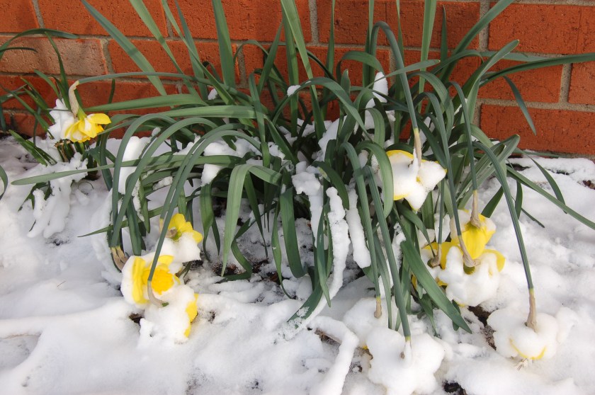 Drooping daffodils by Bruce Stambaugh