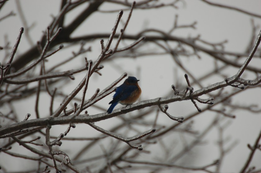 Bluebird on ice by Bruce Stambaugh