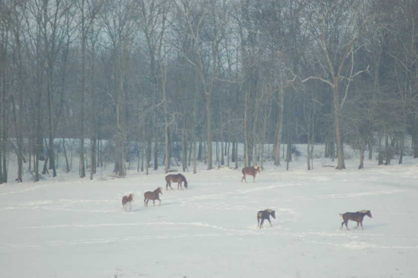 Horses play in the snow by Bruce Stambaugh