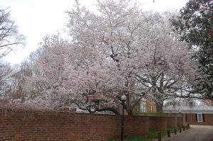 Blooms at UVA by Bruce Stambaugh