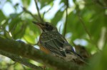Baby robin by Bruce Stambaugh