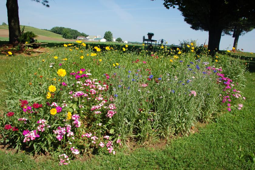 Wildflowers by Bruce Stambaugh