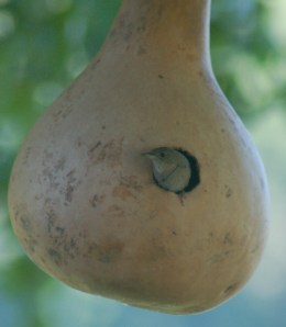 House Wren by Bruce Stambaugh