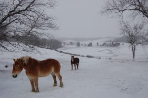 Horses in snow by Bruce Stambaugh