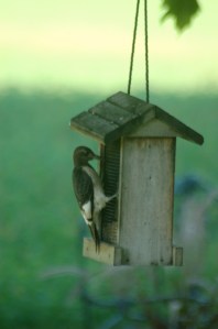 Juvenile Redheaded Woodpecker by Bruce Stambaugh