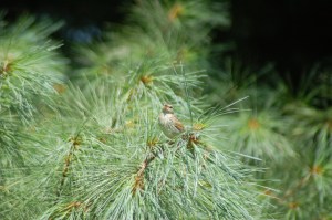 Song Sparrow by Bruce Stambaugh