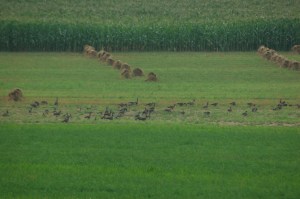 Geese in oats by Bruce Stambaugh