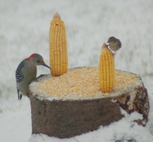 Birds feeding by Bruce Stambaugh