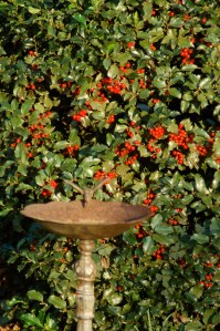 Holly berries by Bruce Stambaugh