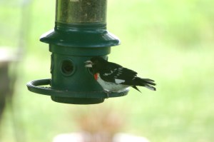 Rose Brested Grosbeak by Bruce Stambaugh