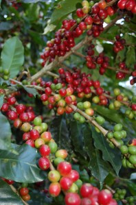 Coffee berries by Bruce Stambaugh