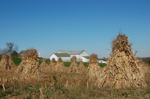 Cornshalks by Bruce Stambaugh
