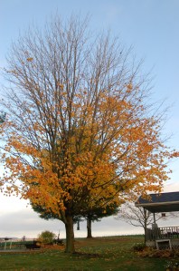 Maple tree by Bruce Stambaugh