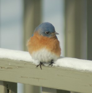 Bluebird by Bruce Stambaugh
