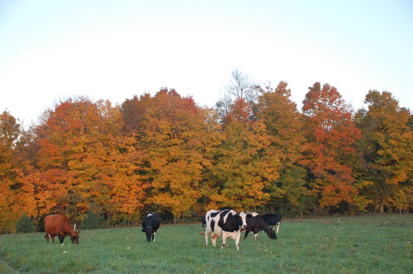 Cows and trees by Bruce Stambaugh