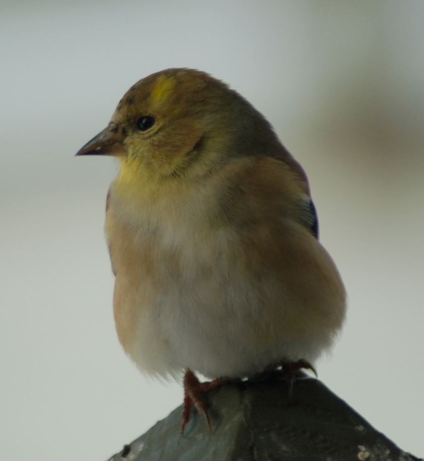 American Goldfinch by Bruce Stambaugh