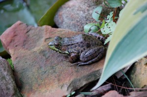 Green frog by Bruce Stambaugh