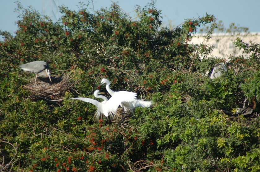 Courting Egrets by Bruce Stambaugh