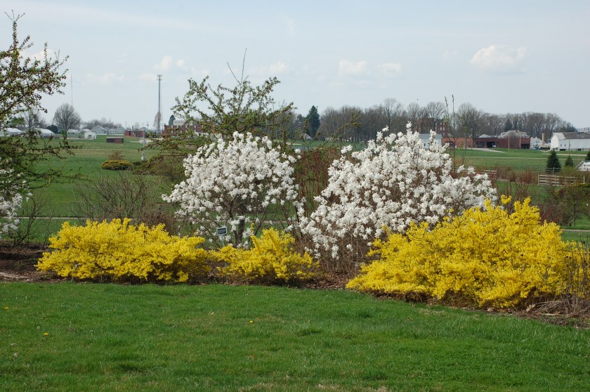 Flowering shrubs by Bruce Stambaugh
