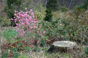 Flowers and stump by Bruce Stambaugh