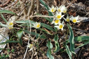 Exotic tulips by Bruce Stambaugh