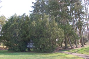 Woodlots by Bruce Stambaugh